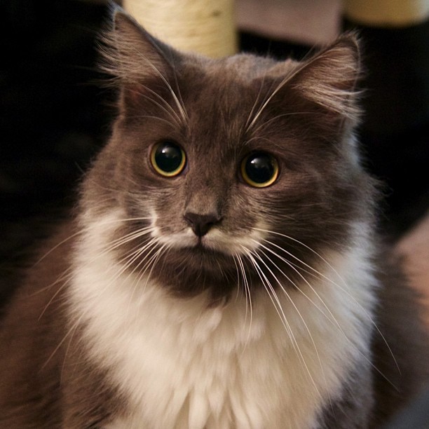 КотикиКотики