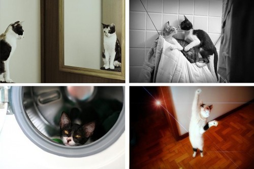 Кошки - лучшее украшение Вашего дома