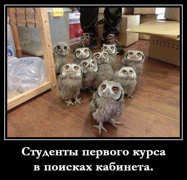 ТОП 15 лучших демотиваторов про студентов