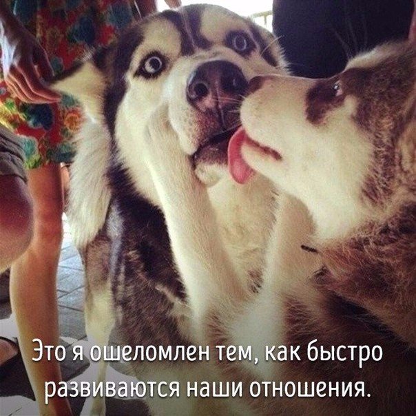 Животные, которые ведут себя совсем как я