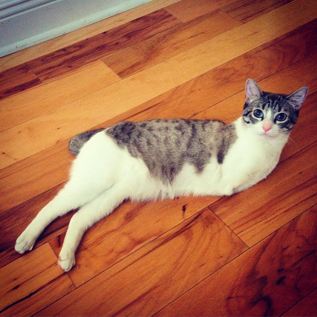Двулапый кот Ру - новая Instagram-сенсация