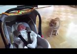 Кот впервые увидел ребенка