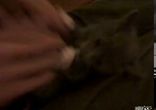 Котик-лапочка