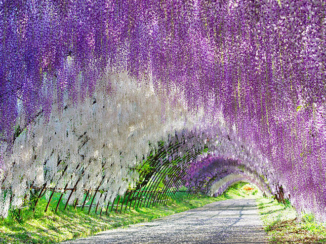 Парк квітів Асікага: цвітіння тисячі неймовірних гліциній (фото) - Tochka.net