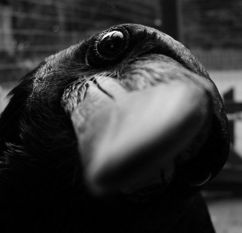 Животные модели