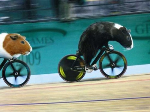 Свинья олимпиада