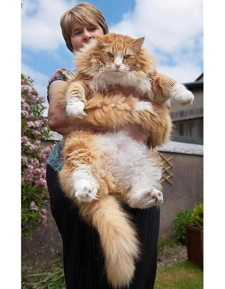 Самые "миниатюрные" котики