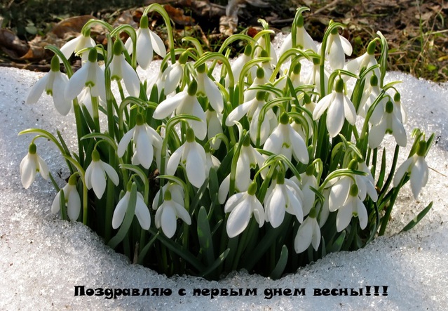 Открытка с первым днем весны!