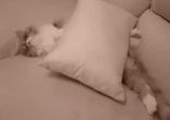 Котик, просто паника