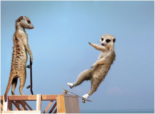 Спортивные миркаты-няшки