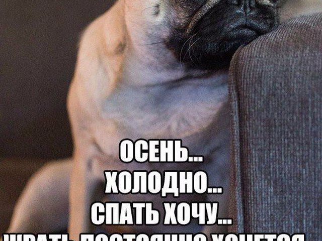 Смешная картинка про холодную осень, для