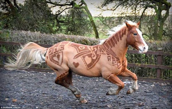Уникальные лошади с дизайнерскими узорами