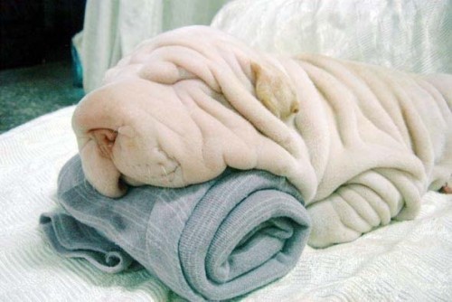 Собака - полотенце напоминака