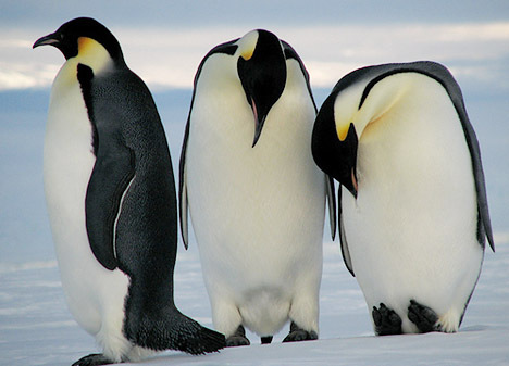 Пингвинчики Ржака!