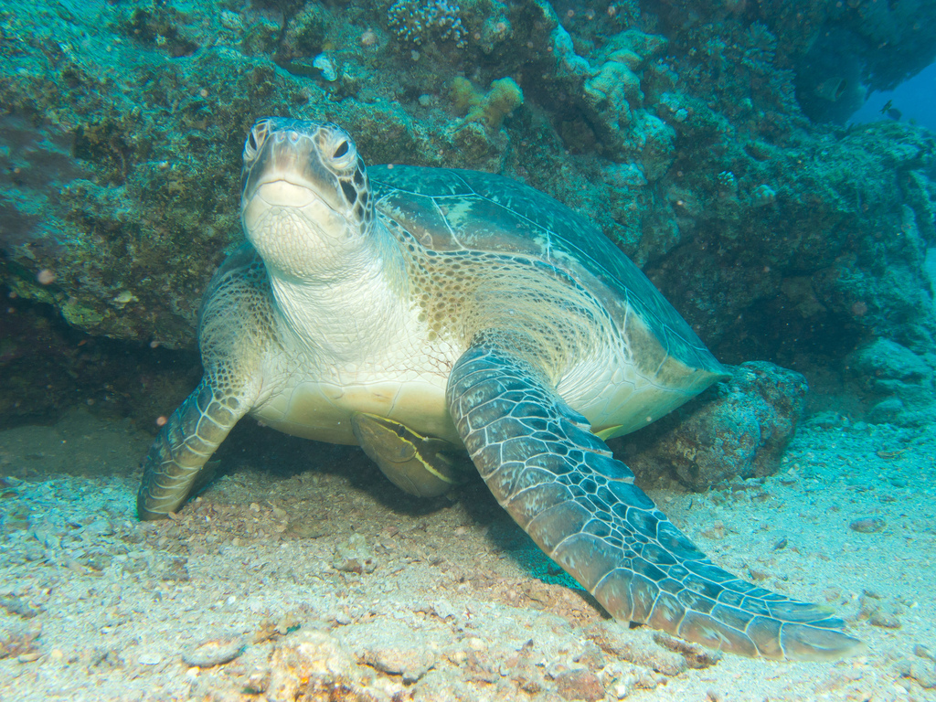 04 Шарм-ель-Шейх риби