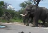 Огромный слон пьет из бассейна с людьми