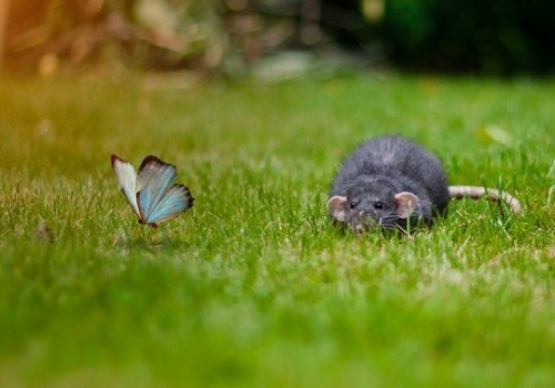 Животные модели