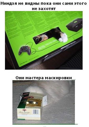 Коты атакуют