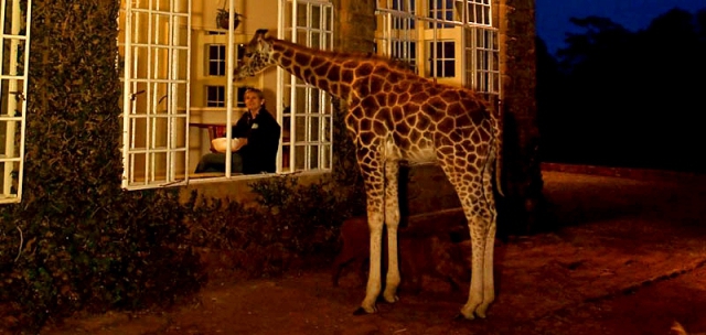 Где встретить дикое животное: Жирафы в Кении