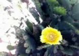 Кактусы Балчика