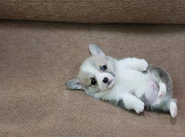 Топ няшных щеночков