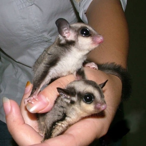 Кофки-Шабаки&Ко