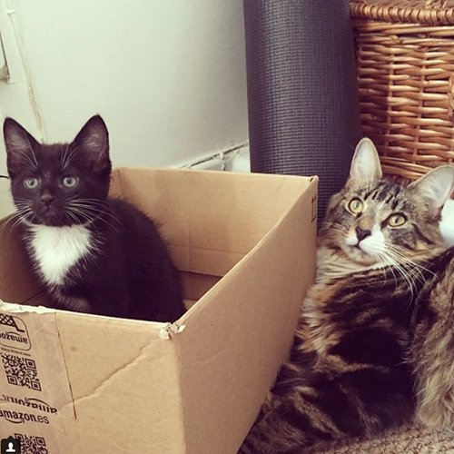 Обожатели коробок