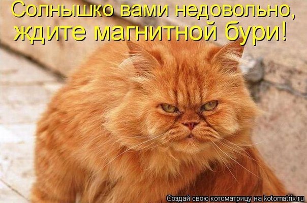 Котоматрицы на выходные