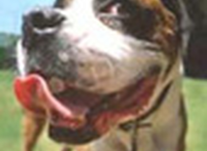 Собака  -  друг человека