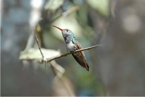 Самые редкие птицы
