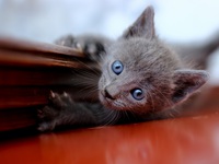 Голубоглазый пушистик