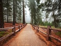 Весенний лес