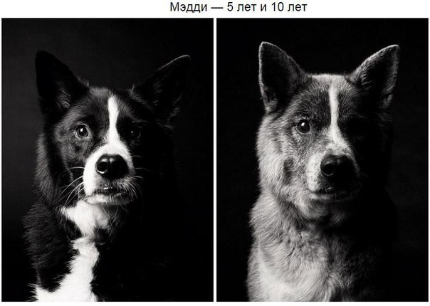 Как меняются собачки с возрастом