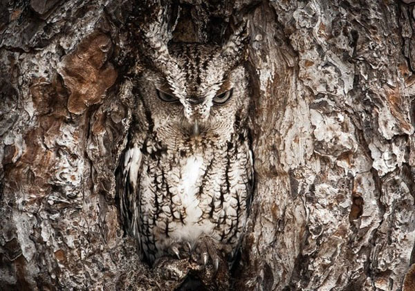 Маскировка 80 уровня