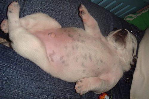 Ленивые животные