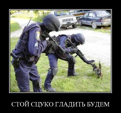 Демотиваторы про котов