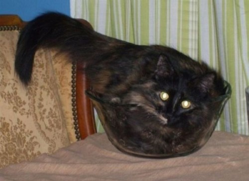 Вездесущие коты