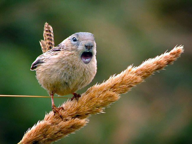 Создания, которых страшно было бы встретить
