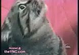 котік