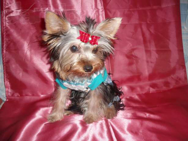 Малыши с бантиками