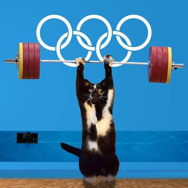 Котик стал звездой мемов