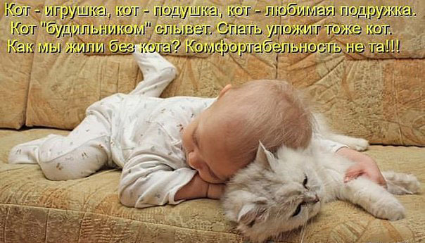 ТОП лучших котоматриц