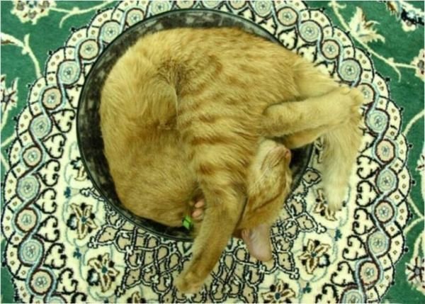 Спящие котэ в разных позах