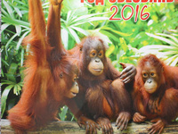 Год обезьяны 2016