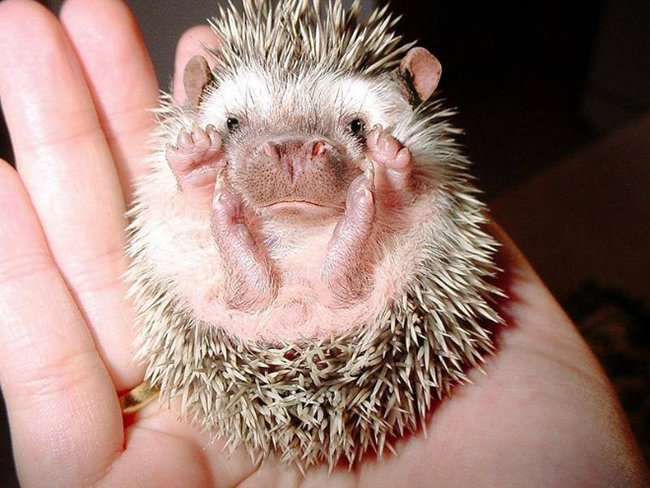 Создания, которых страшно было бы встретить