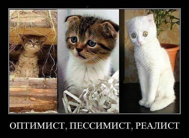 Скачать прикольные и красивые картинки: Демотиватор с котиками на  fun.tochka.net