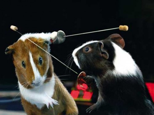 Свинья олимпиада