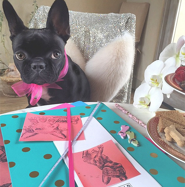 Айша Кинни (собака Леди Гаги)