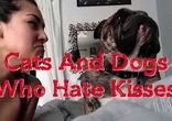 Животные, которые ненавидят поцелуи )