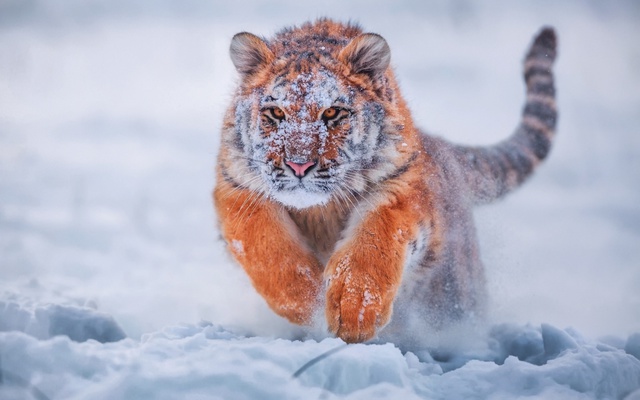 Тигр у снігу